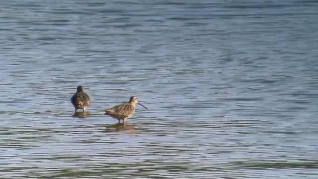 Long-billed Dowitcher - ML361917441