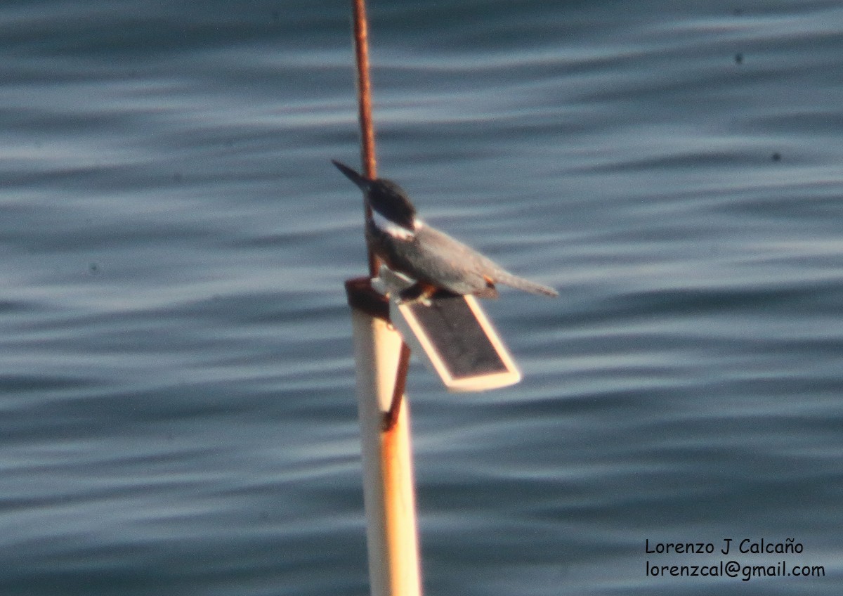 Ringed Kingfisher - Lorenzo Calcaño