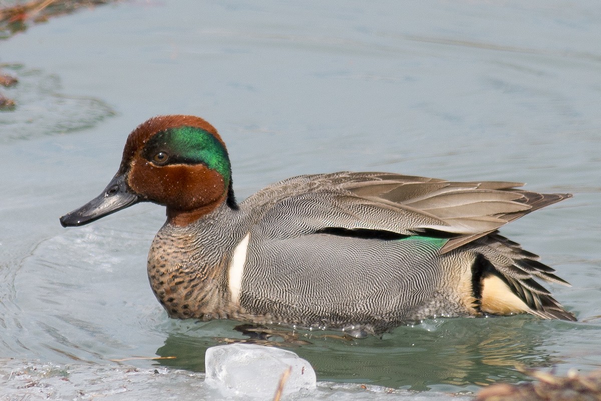 Green-winged Teal - ML36192341