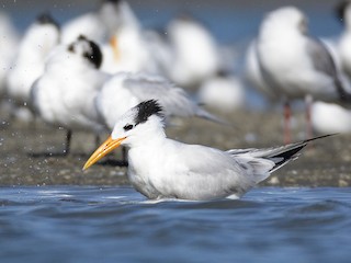  - West African Crested Tern