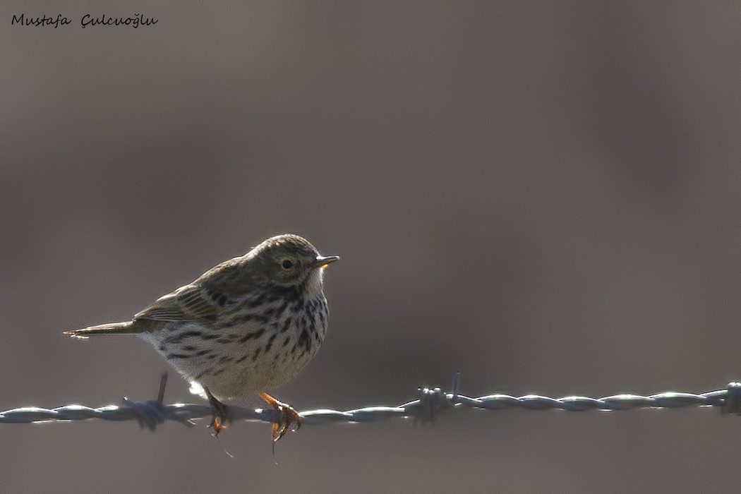 Meadow Pipit - ML36192811