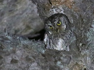  - Cyprus Scops-Owl