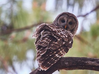  - Cinereous Owl