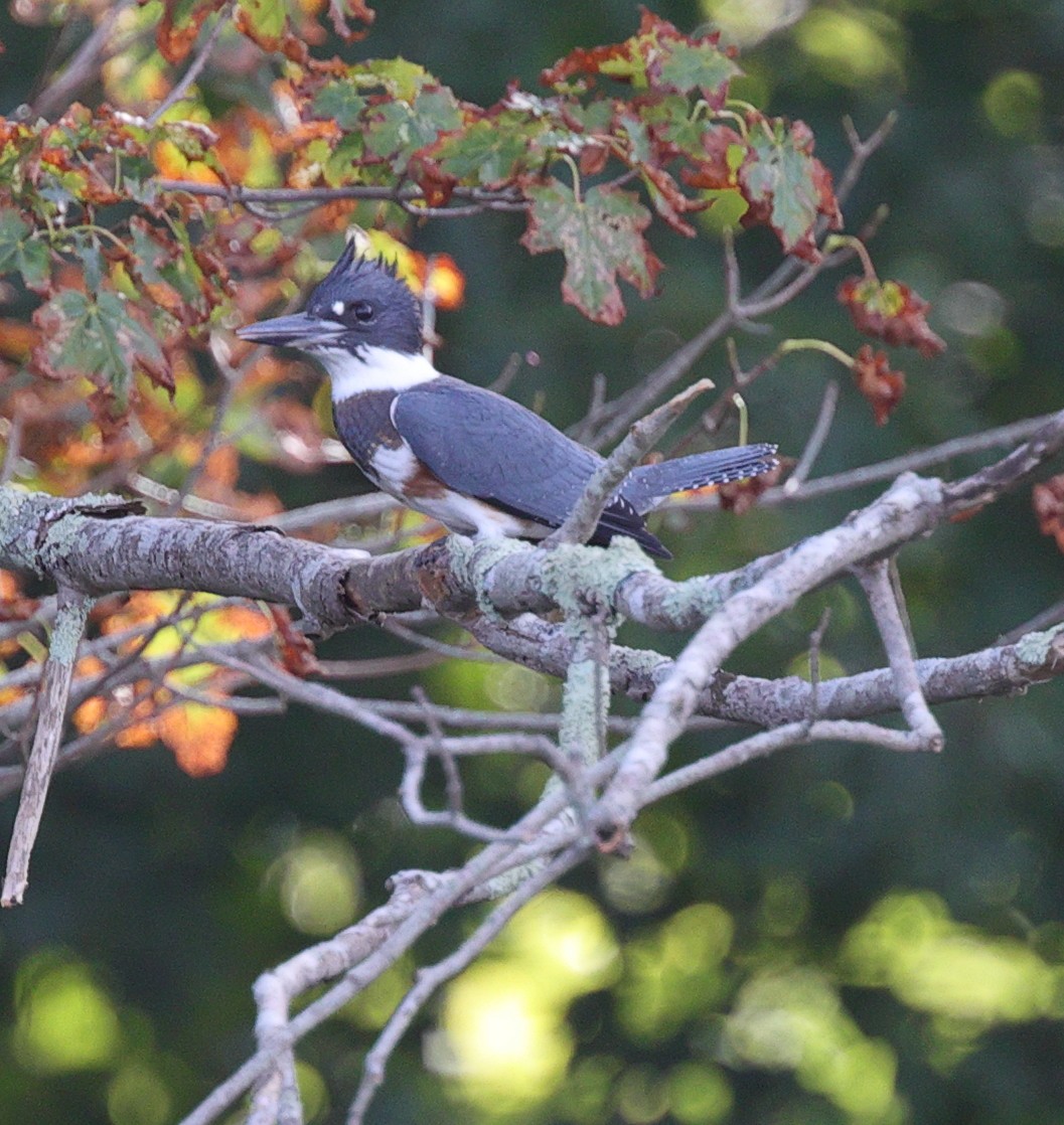 Belted Kingfisher - ML361931931