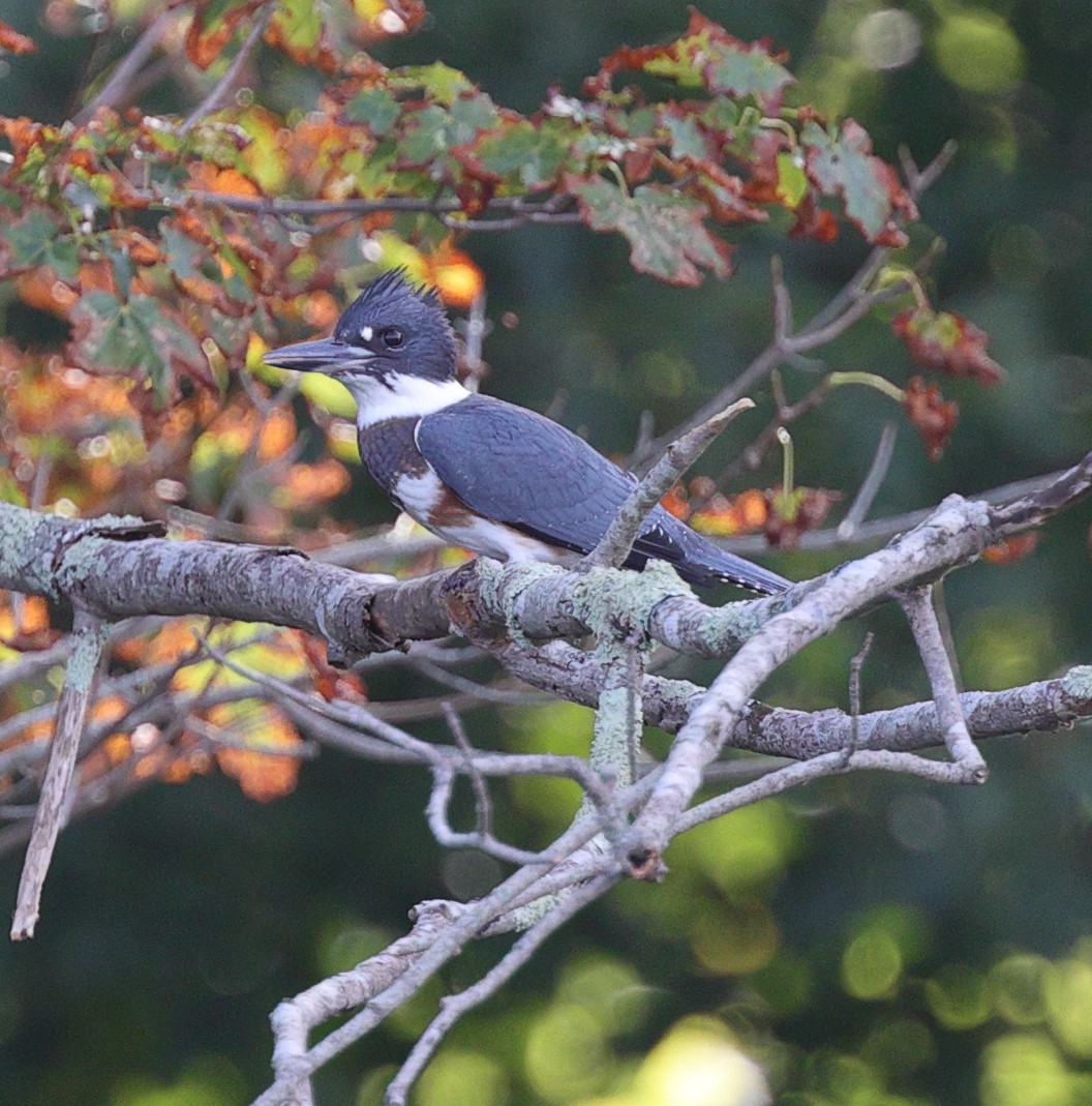 Belted Kingfisher - ML361931981