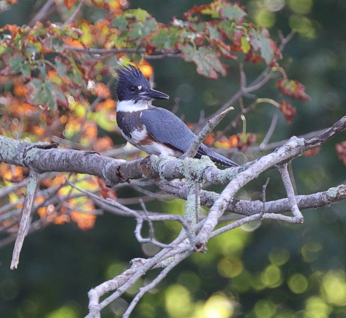 Belted Kingfisher - ML361932011
