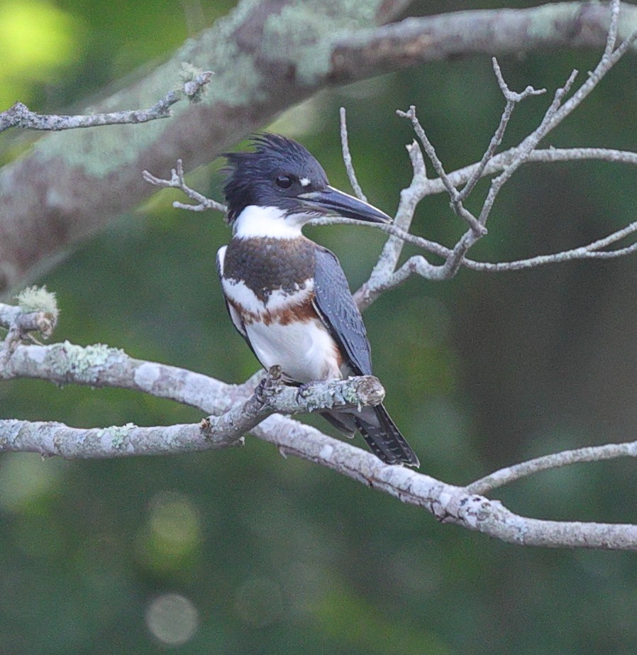 Belted Kingfisher - ML361932041