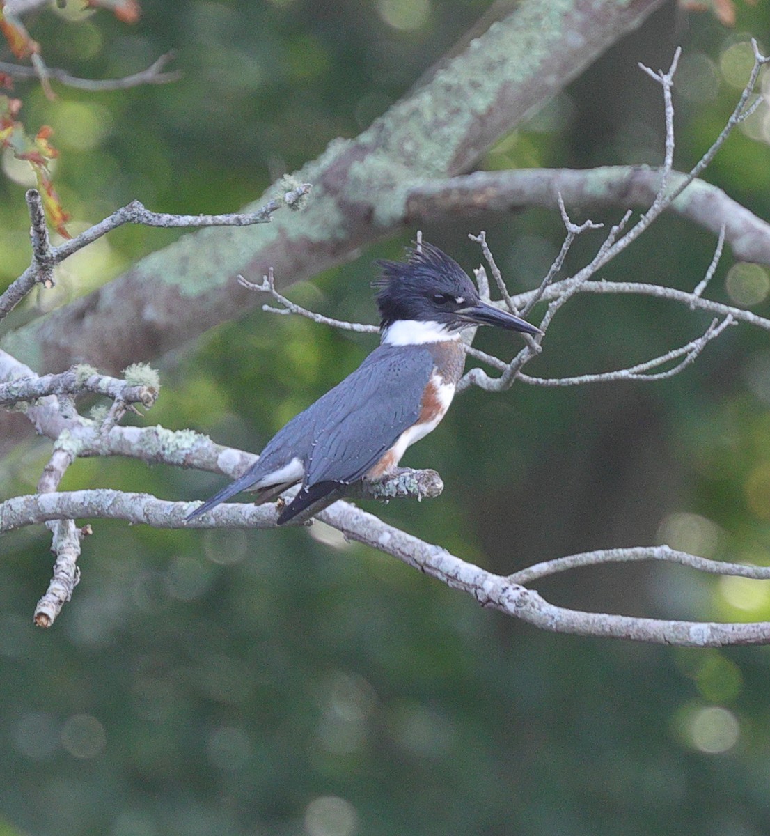 Belted Kingfisher - ML361932131
