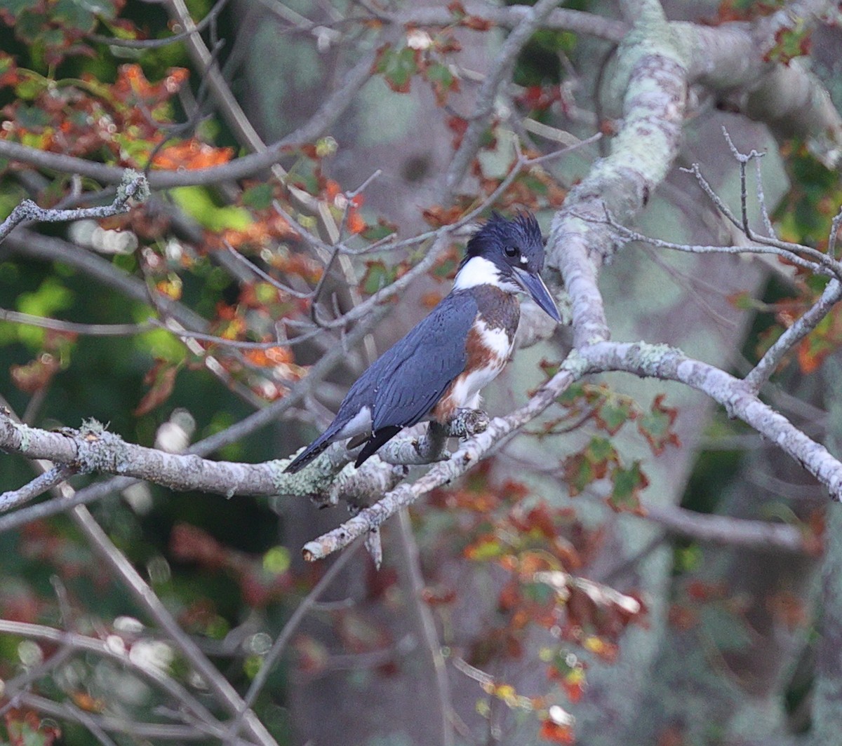 Belted Kingfisher - ML361932191