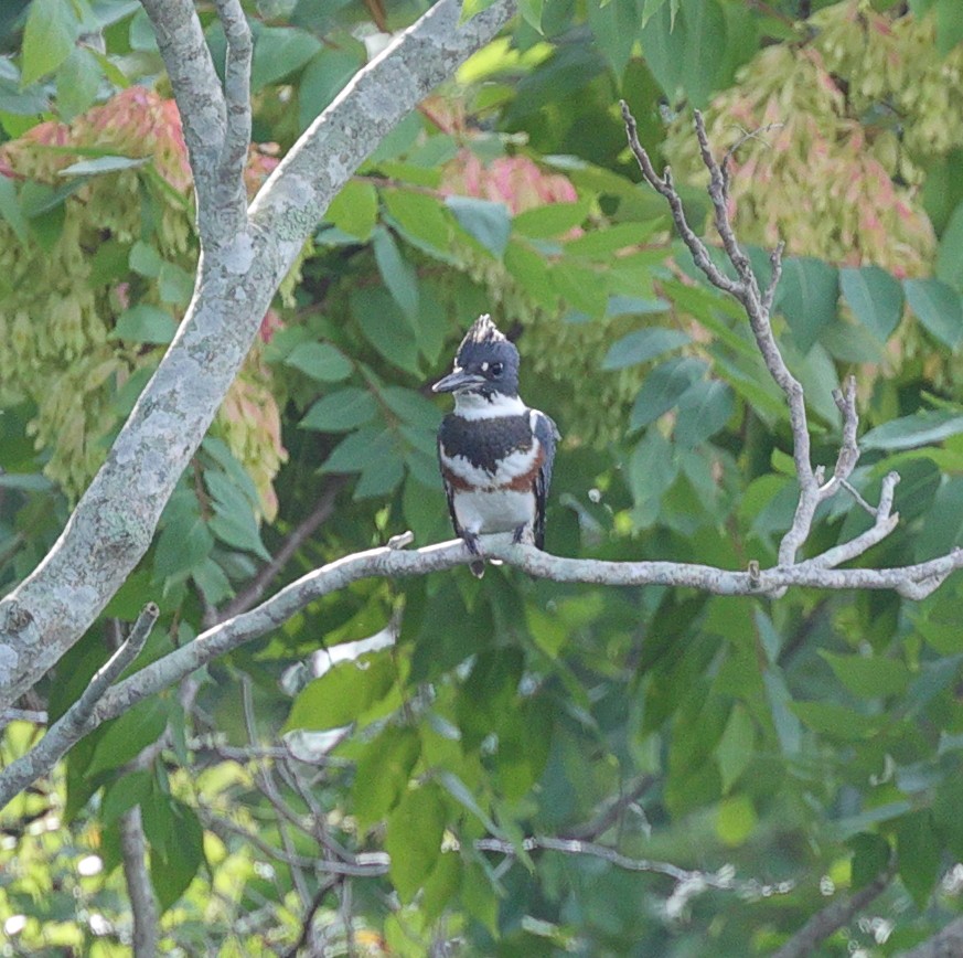 Belted Kingfisher - ML361932231
