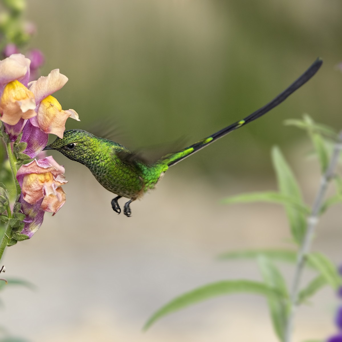 Yeşil Kuyruklu Kolibri - ML36193301