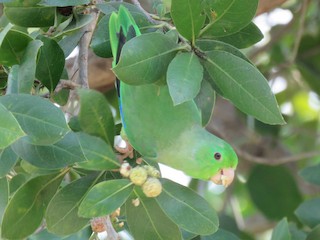  - Turquoise-winged Parrotlet