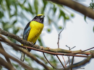  - West Mexican Euphonia