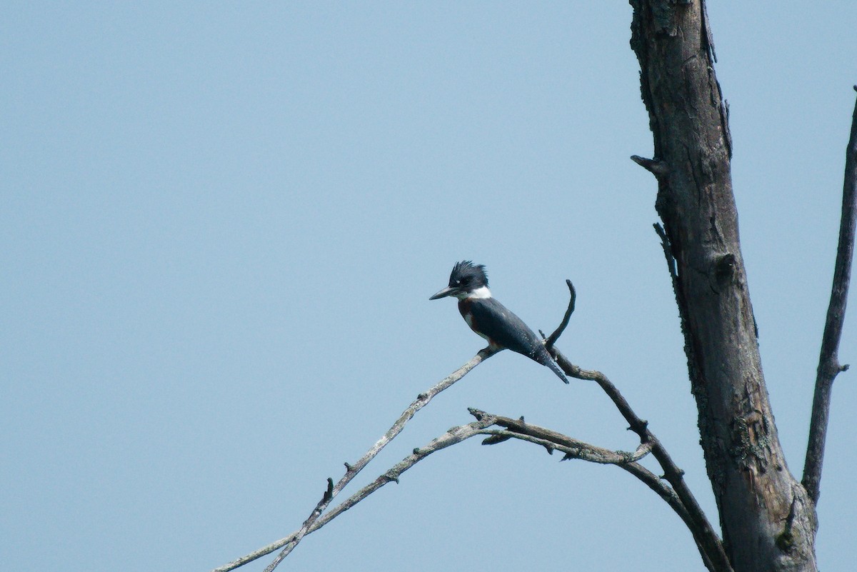 Belted Kingfisher - ML361939141