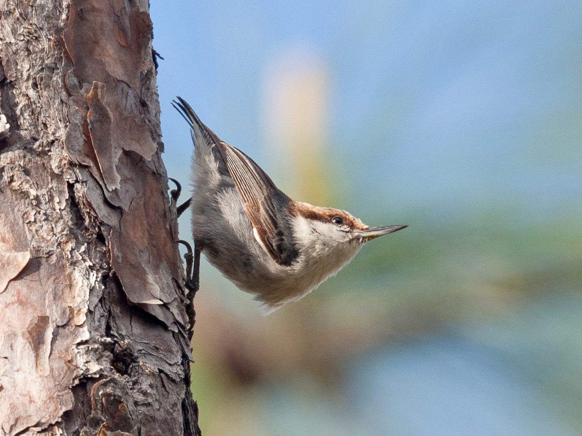 Bahama Nuthatch - Sitta insularis - Birds of the World