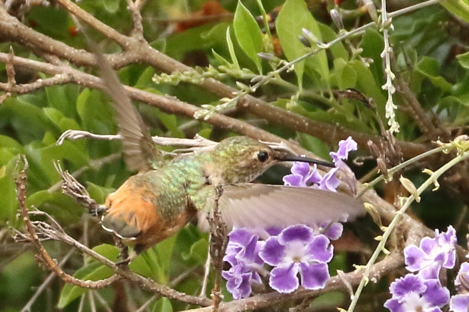 Allen's Hummingbird - ML361940411