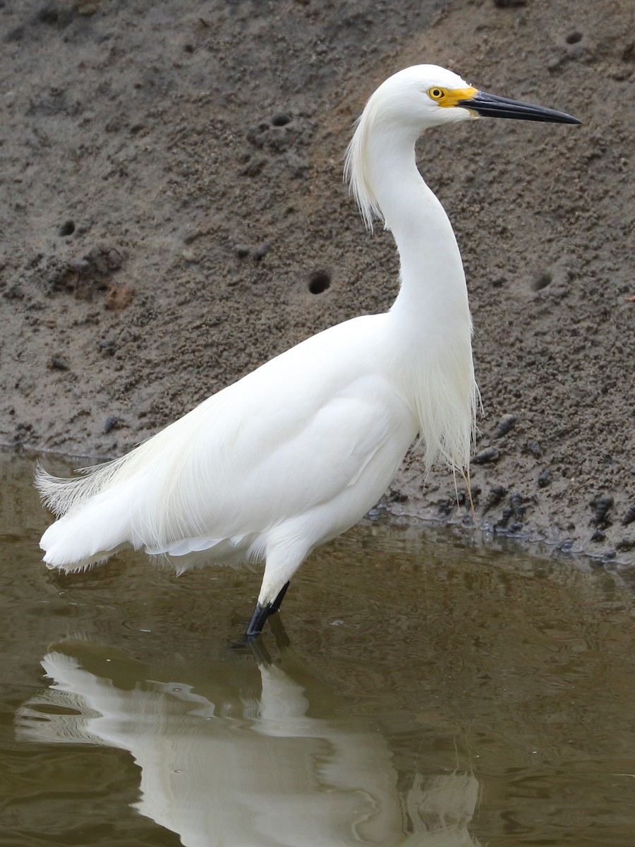 Snowy Egret - Patrick OHoro