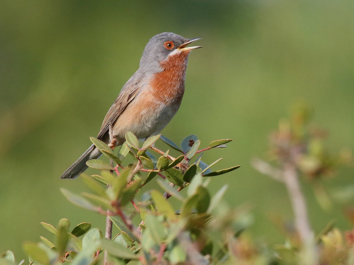 Eastern Subalpine Warbler - Curruca cantillans - Birds of the World