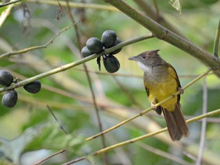  - Brown-cheeked Bulbul