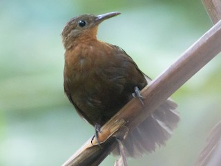  - South American Leaftosser (Guianan)