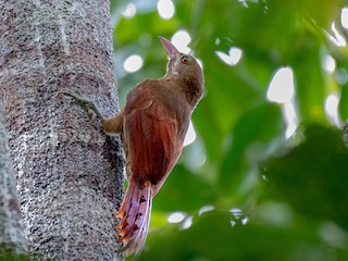  - Red-billed Woodcreeper