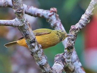  - Sierra de Lema Flycatcher