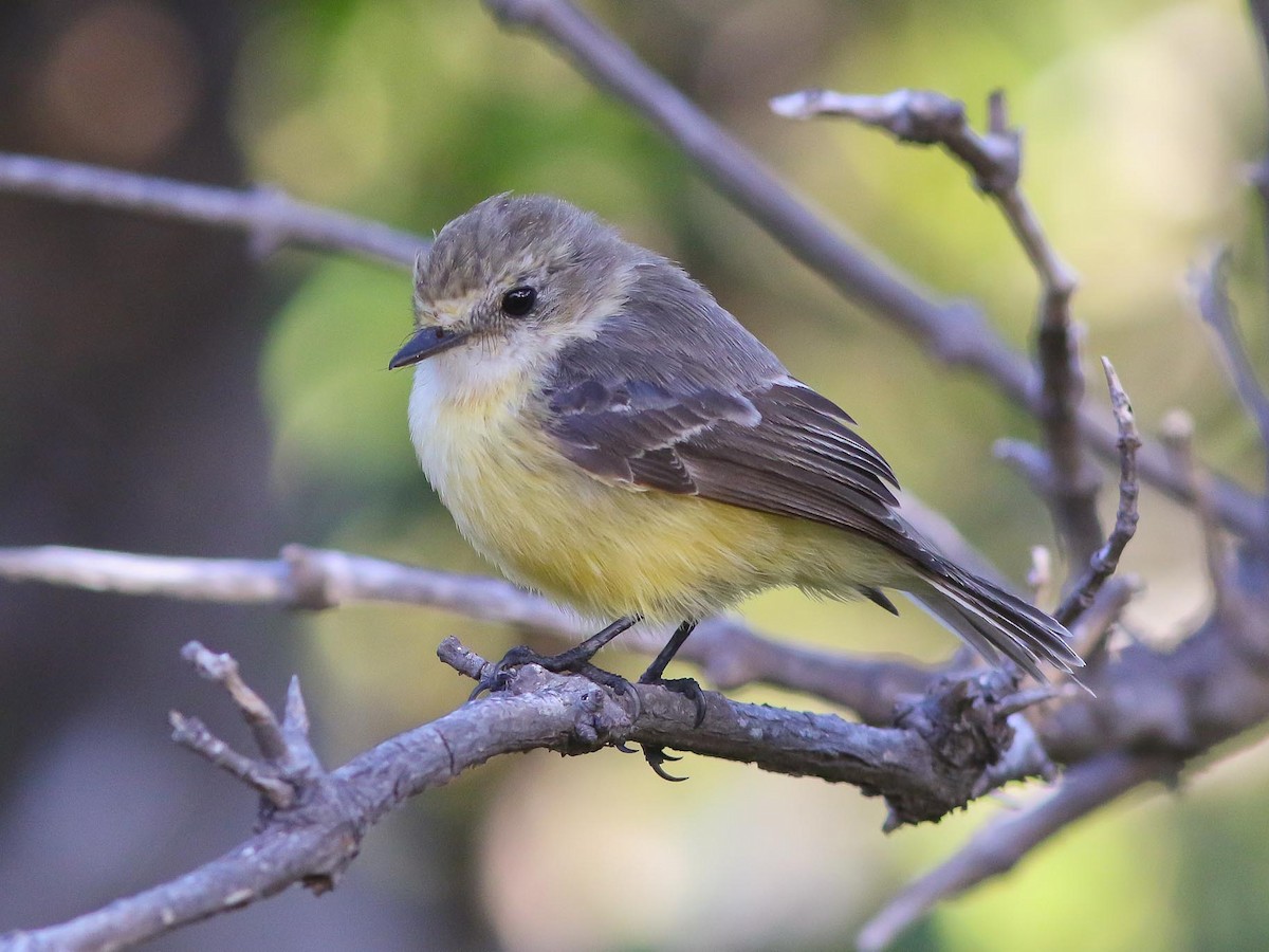 Brujo Flycatcher - Pyrocephalus nanus - Birds of the World