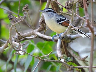  - Rusty-winged Antwren