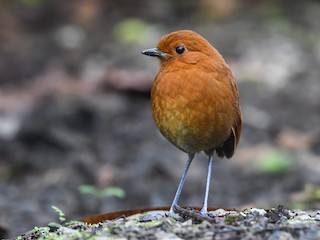  - Chestnut Antpitta