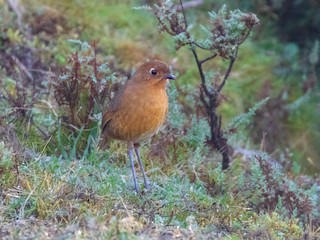  - Panao Antpitta