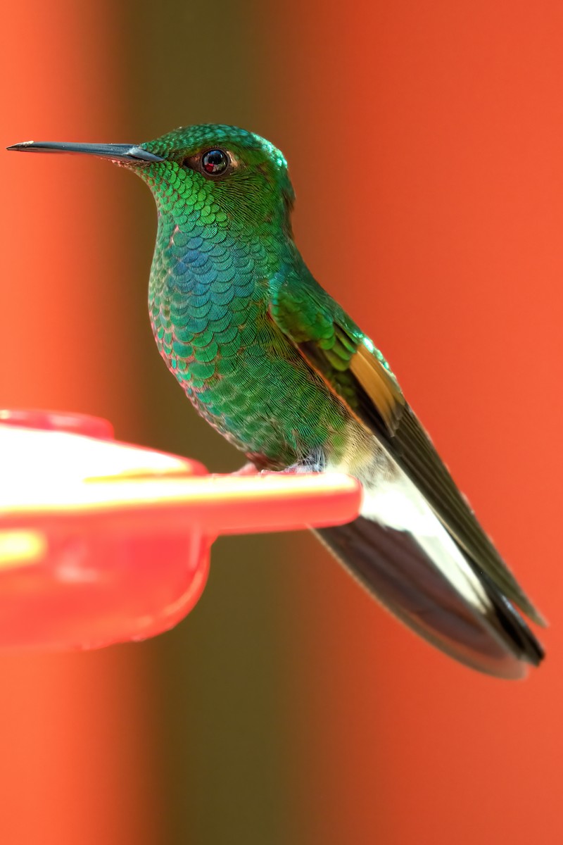 Stripe-tailed Hummingbird - Jaap Velden