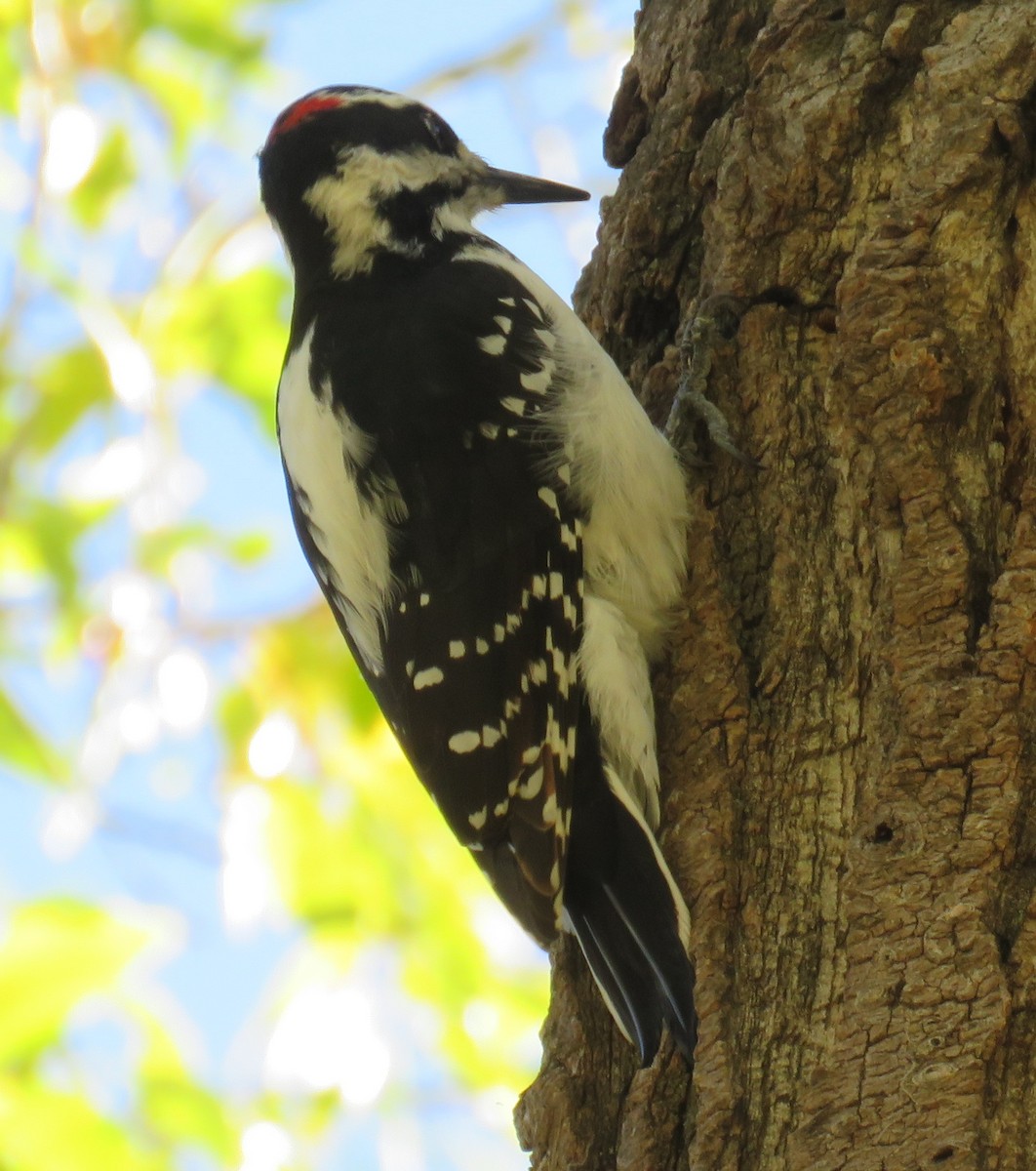 Hairy Woodpecker - Jan Thom
