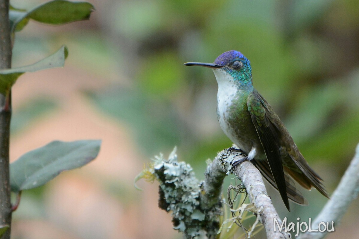 Azure-crowned Hummingbird - ML36195651