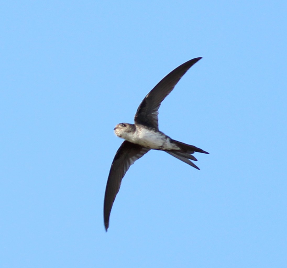 Fork-tailed Palm Swift - ML361958211