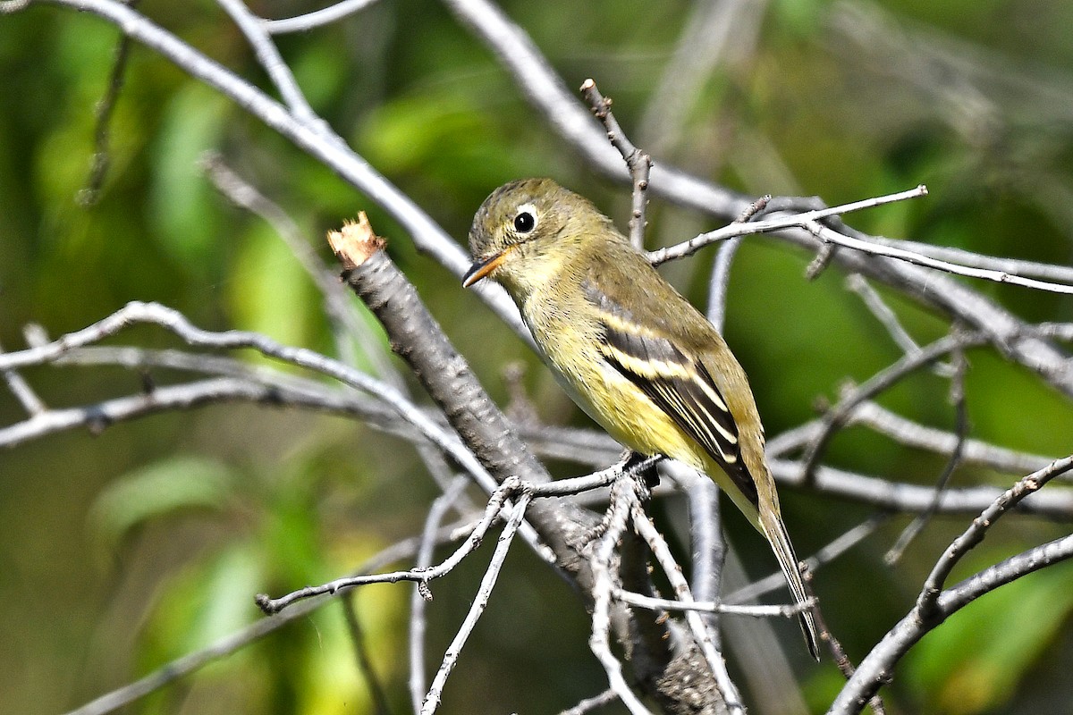 Yellow-bellied Flycatcher - Chris Rees