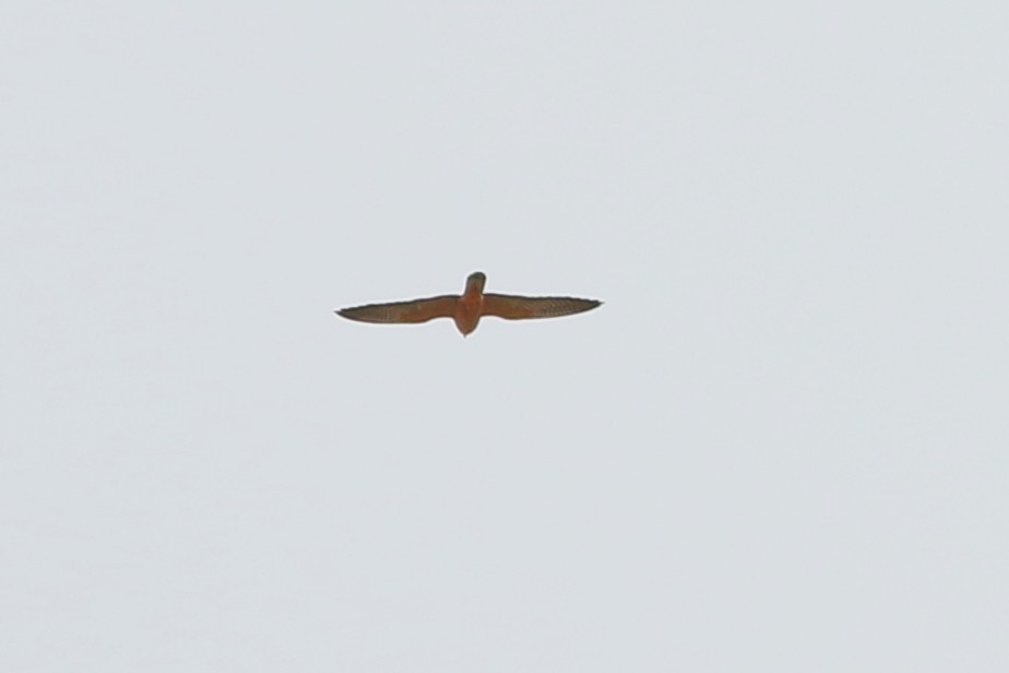 Red-footed Falcon - ML361960921