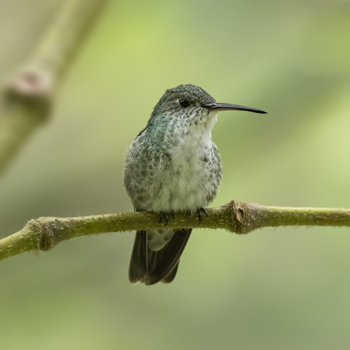 Green-and-white Hummingbird - Peter Hawrylyshyn