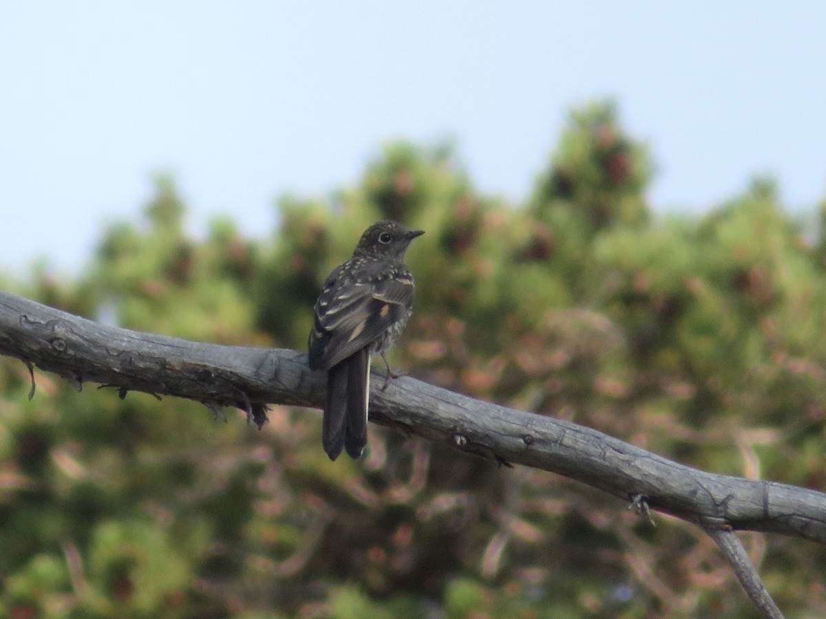 Townsend's Solitaire - ML361965651