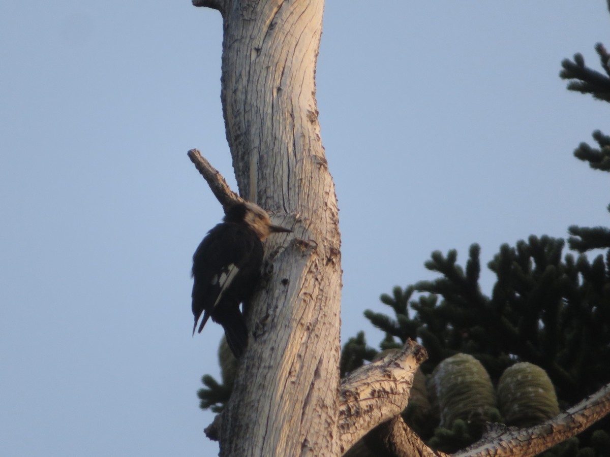 White-headed Woodpecker - ML361965821