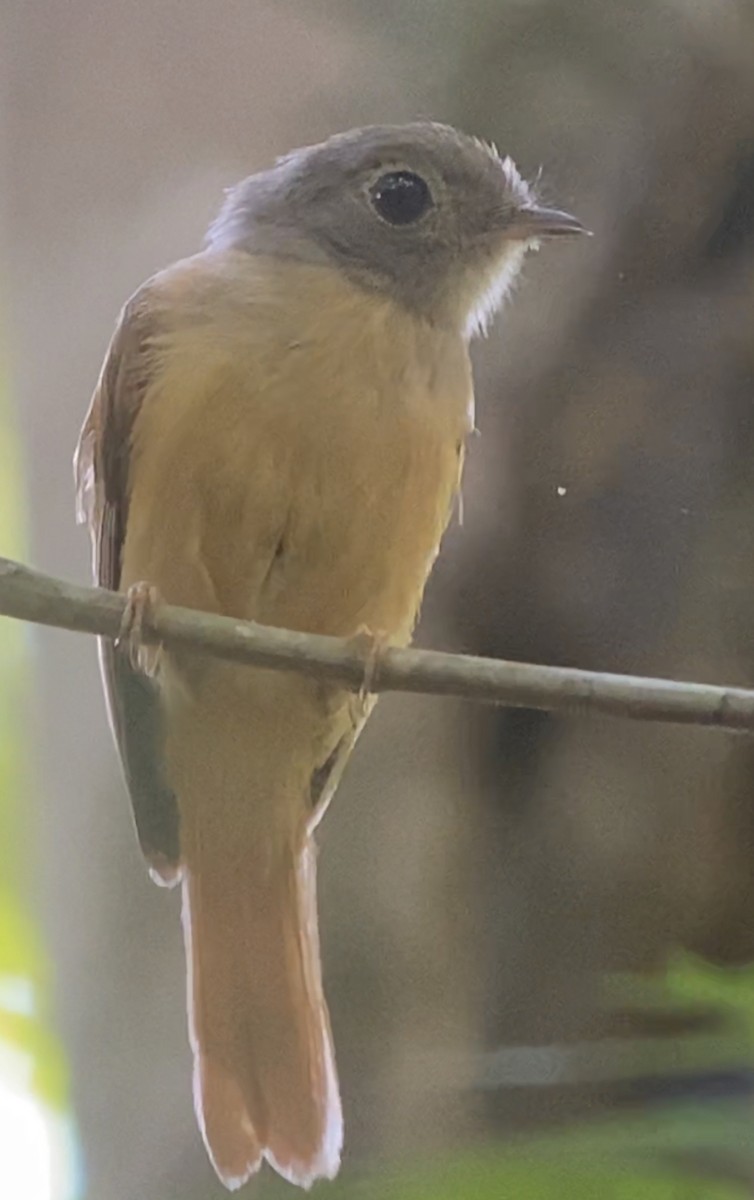 Ruddy-tailed Flycatcher - William Orellana (Beaks and Peaks)