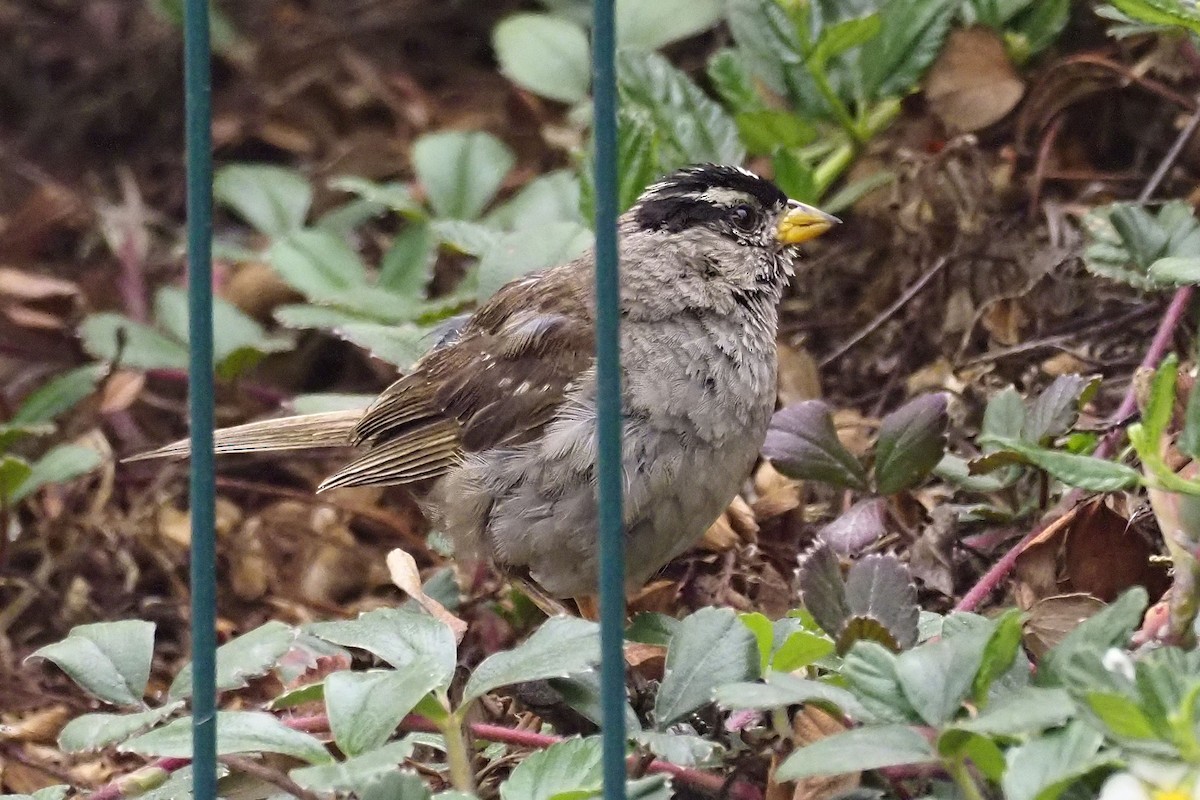 White-crowned Sparrow - ML361972451