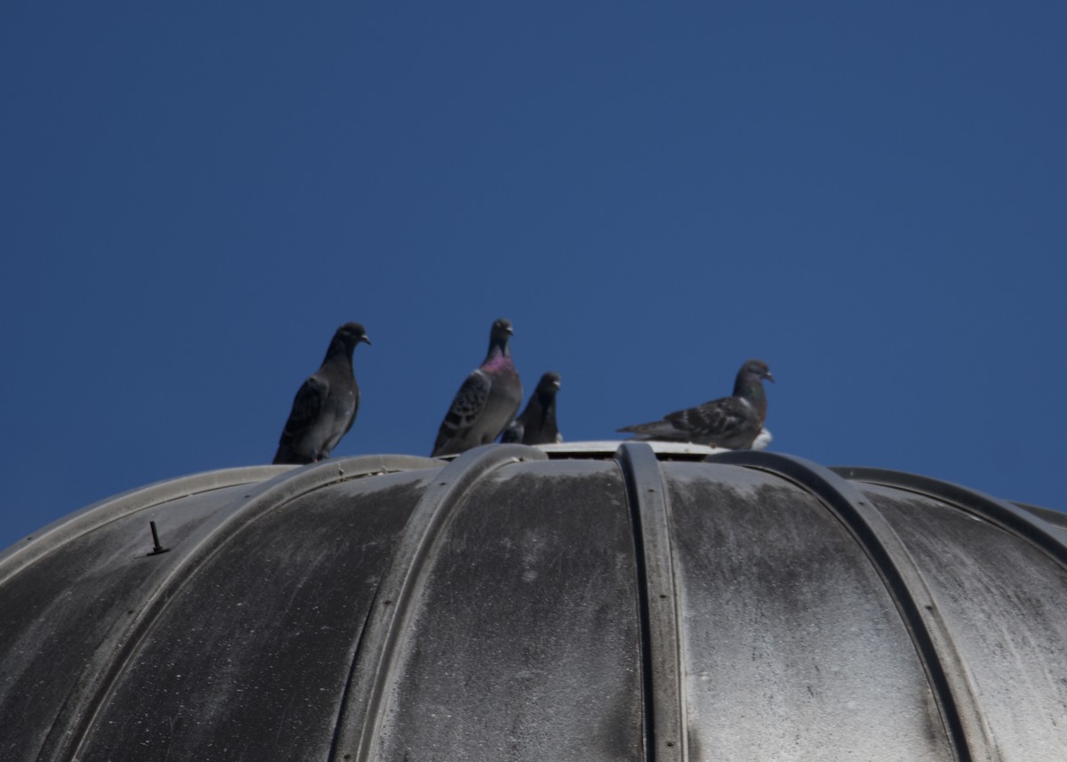 Rock Pigeon (Feral Pigeon) - ML361973321
