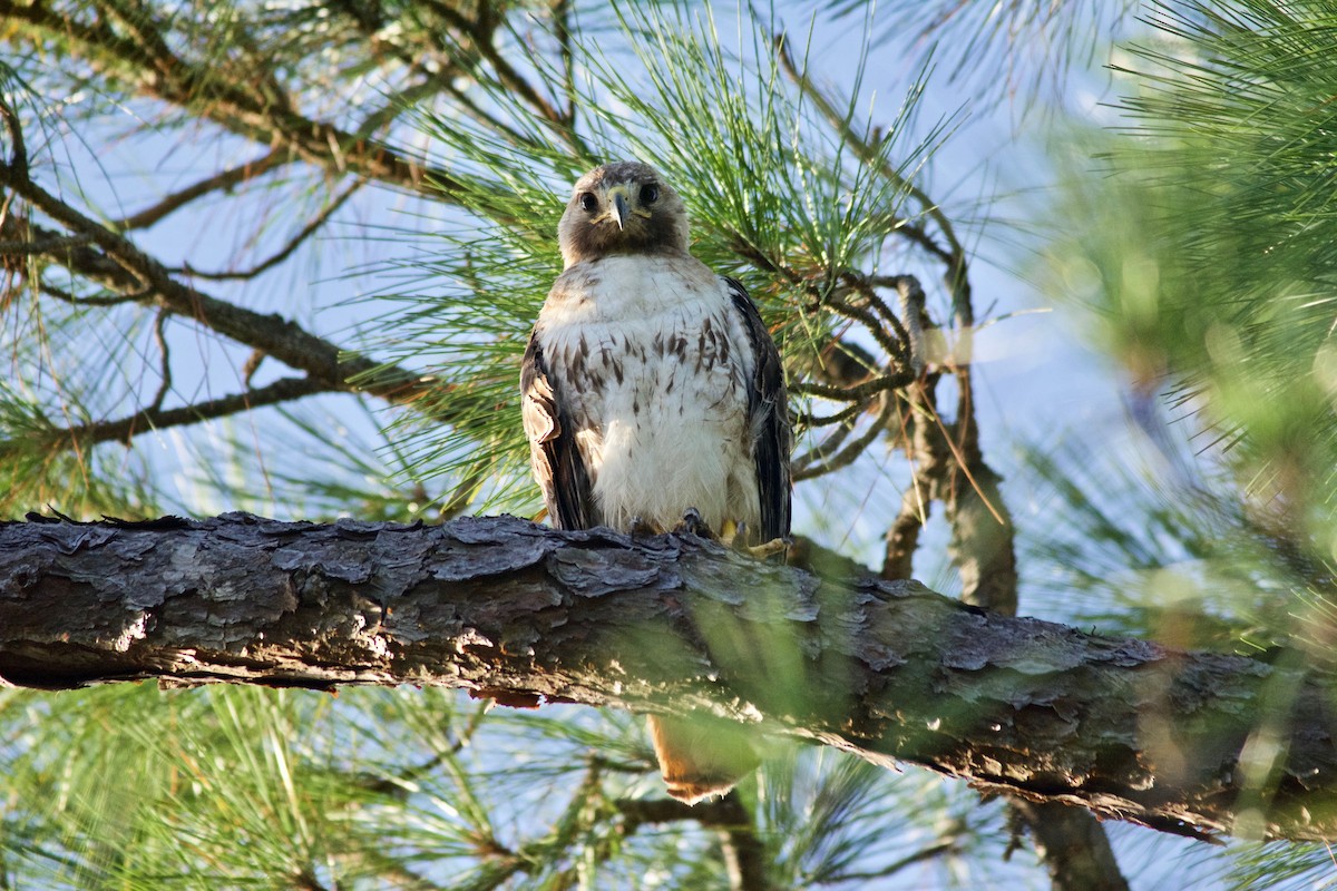 Red-tailed Hawk - ML361976671