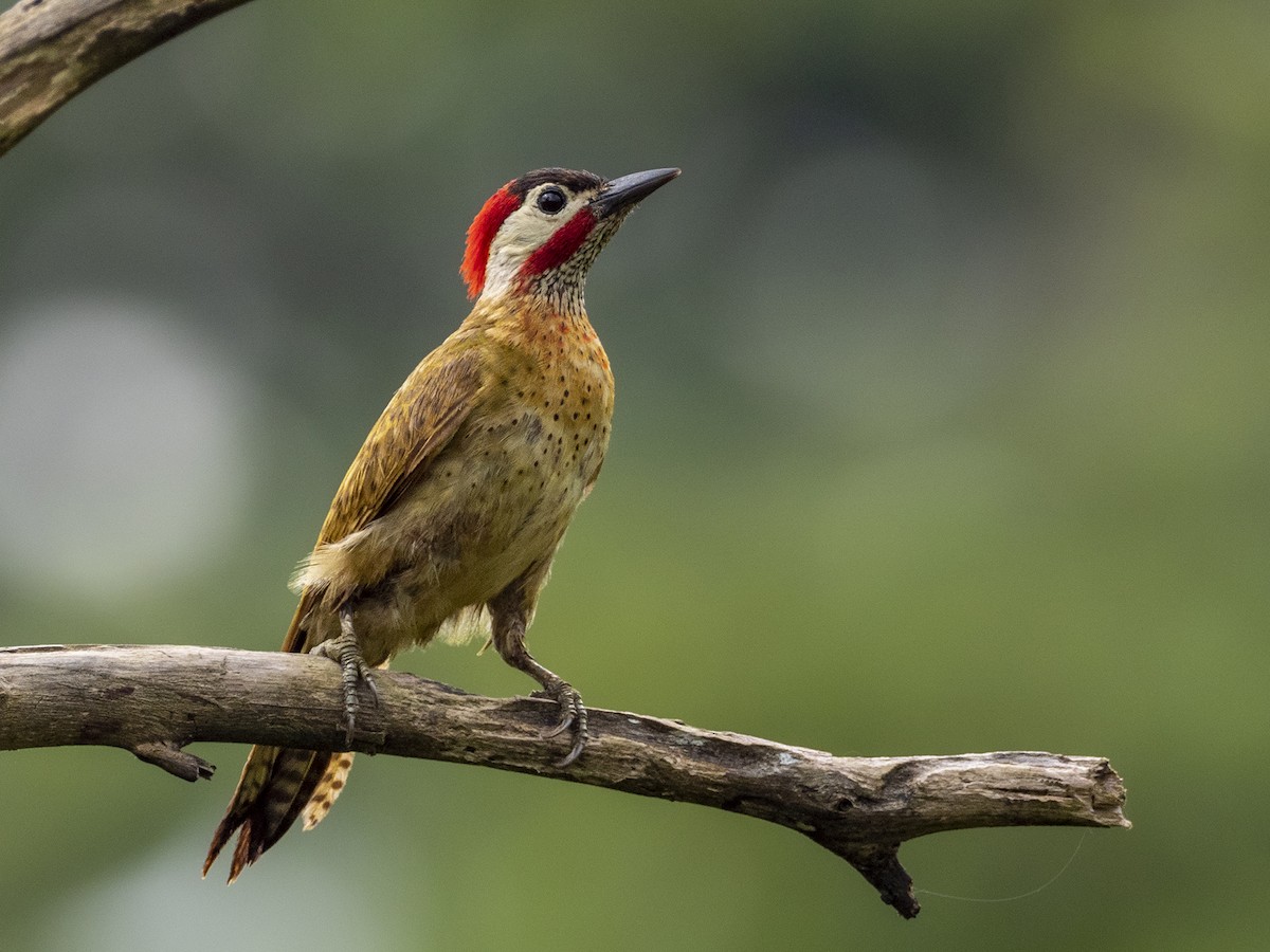 Spot-breasted Woodpecker - ML361977391
