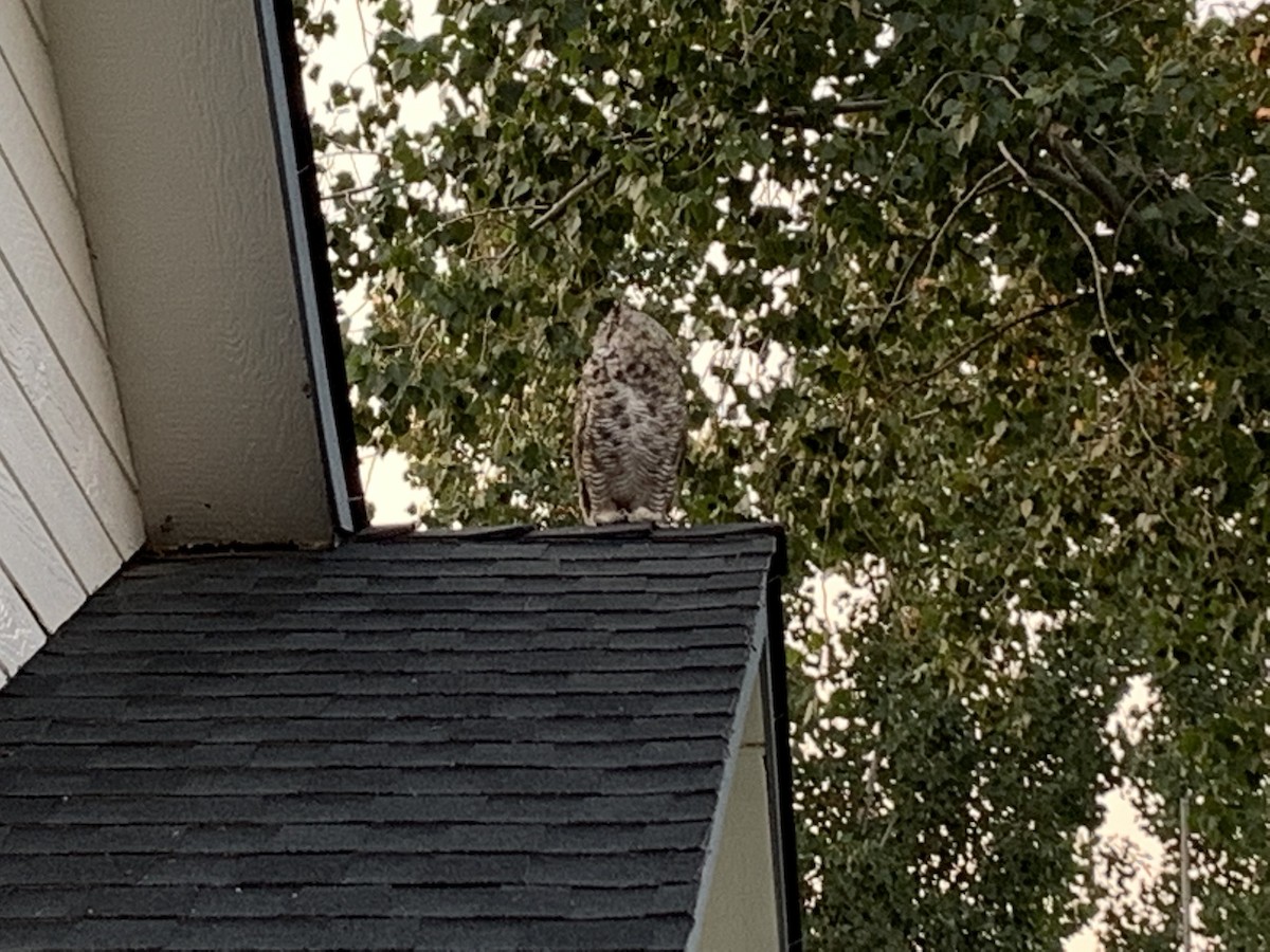 Great Horned Owl - ML361977431