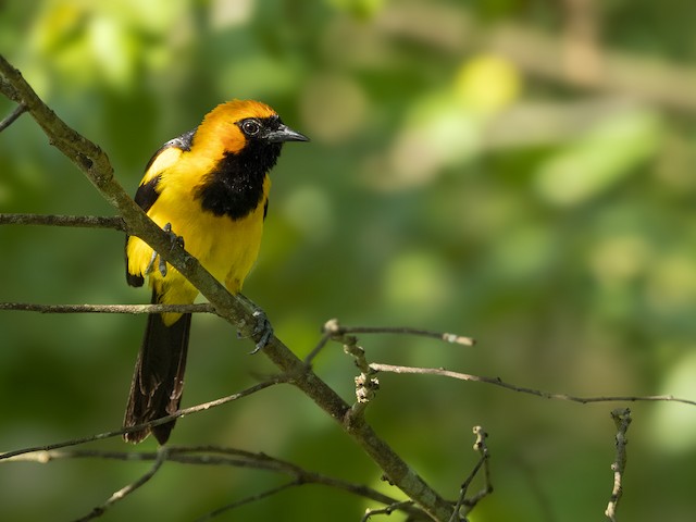 Orange Oriole - eBird