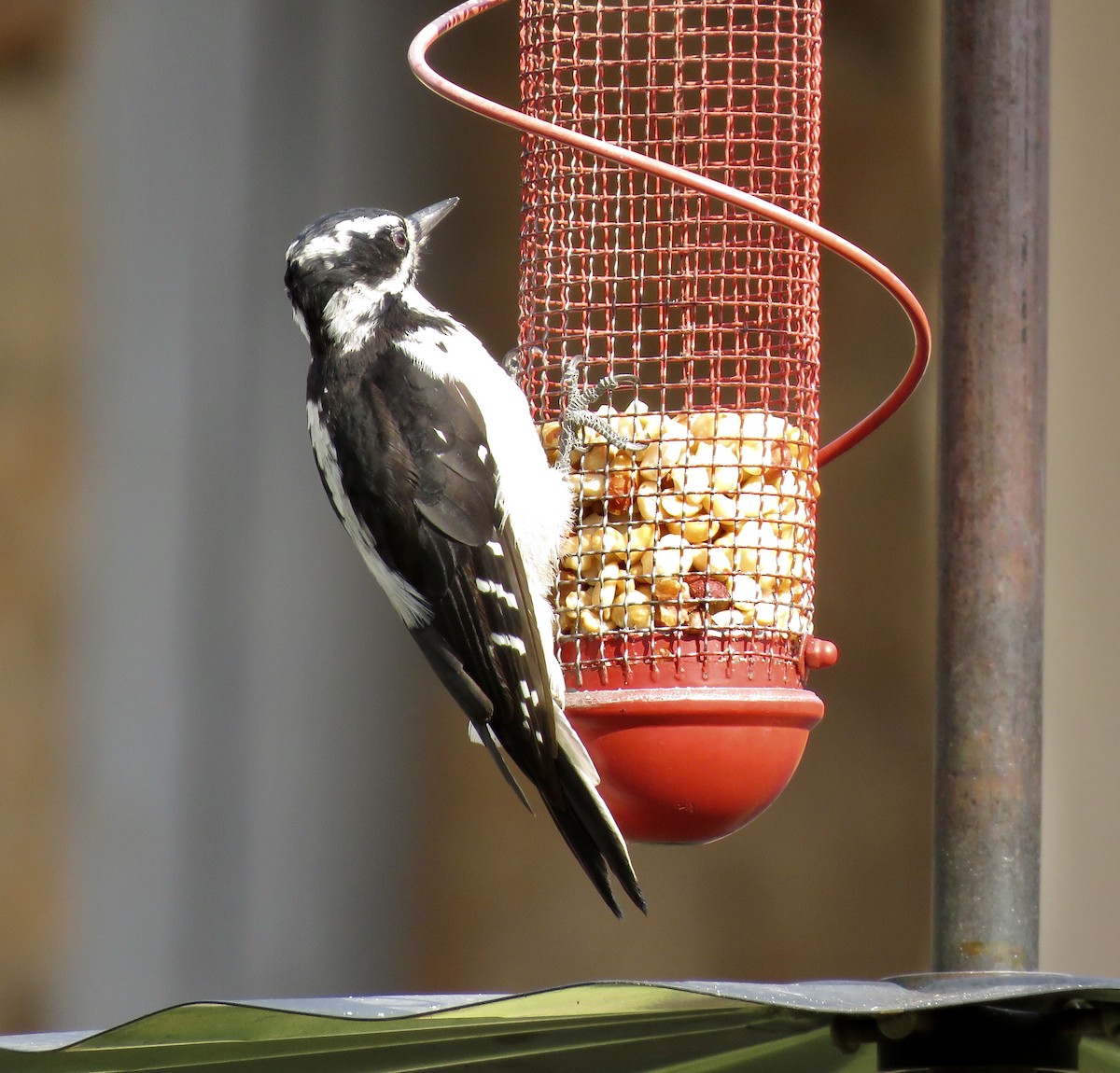 Hairy Woodpecker - Don Witter