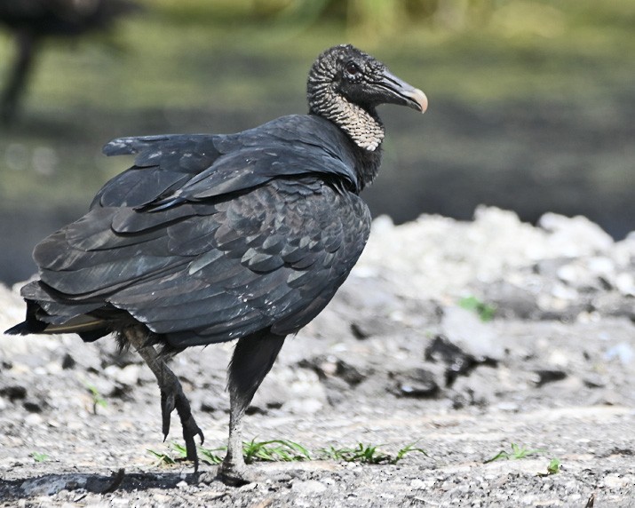 Black Vulture - Paula Gatrell