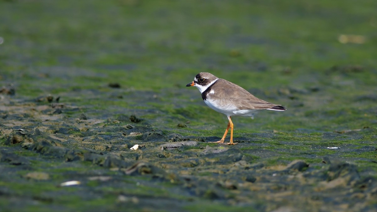 Semipalmated Plover - Mike Sylvia