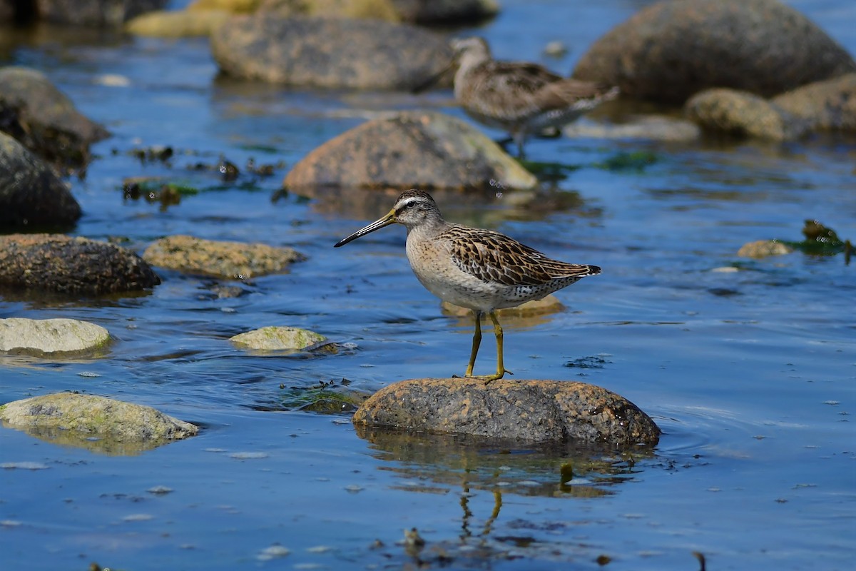 Short-billed Dowitcher - Mike Sylvia
